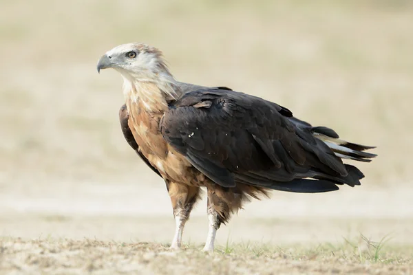 Pallas Fish Eagle - Distribution, Threats, and Conservation StatusIAS TOPPERS