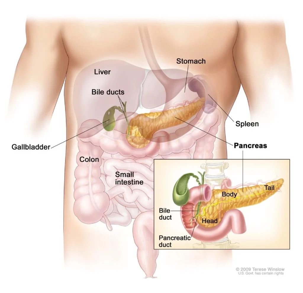 Pancreas IAS Toppers