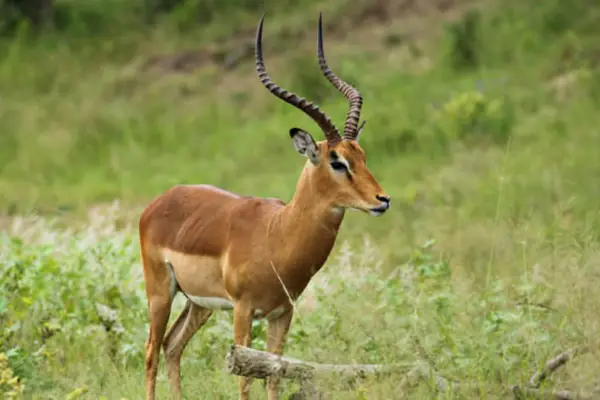 Papikonda National Park (PNP) IAS Toppers