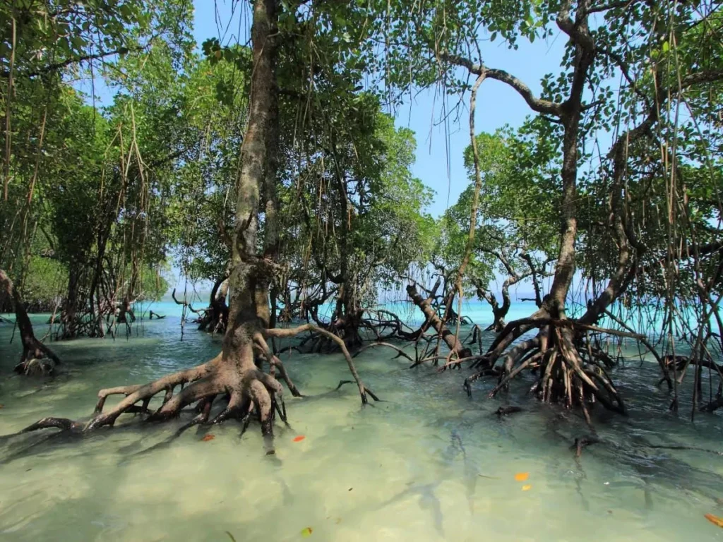 mangrove forests IAS Toppers
