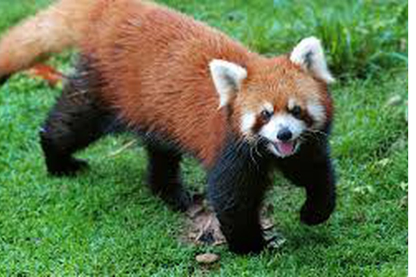 Red panda