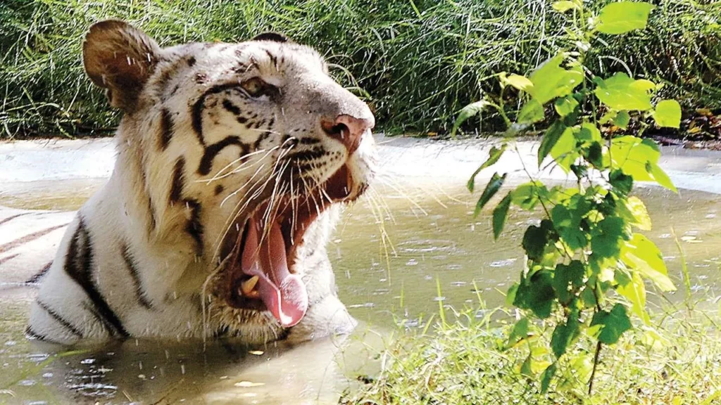 Sahyadri Tiger Reserve