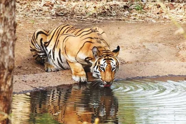 Sahyadri Tiger Reserve