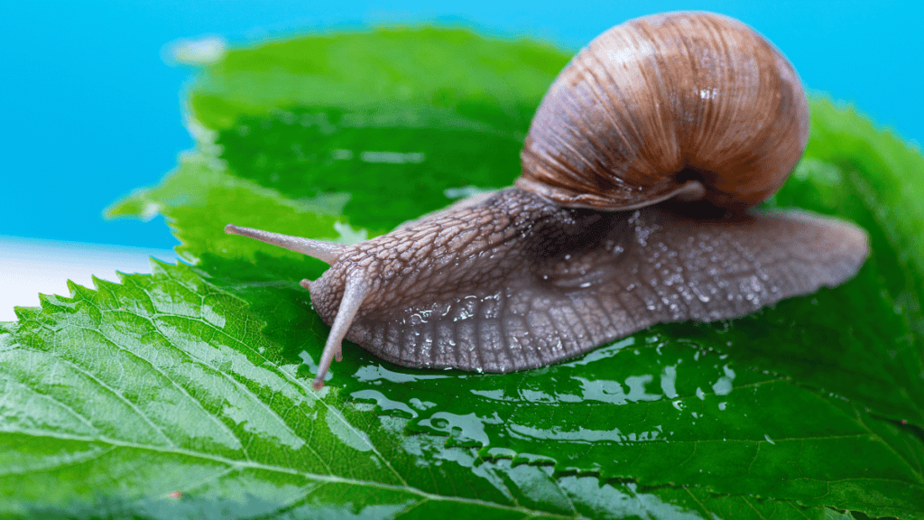 Snail Mucin ias toppers