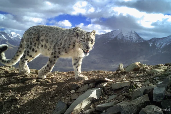 Snow LeopardIAS TOPPERS