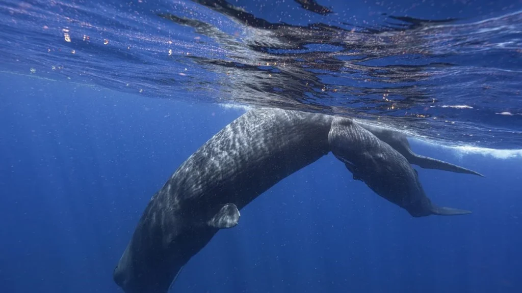 Sperm Whale (Cachalot)