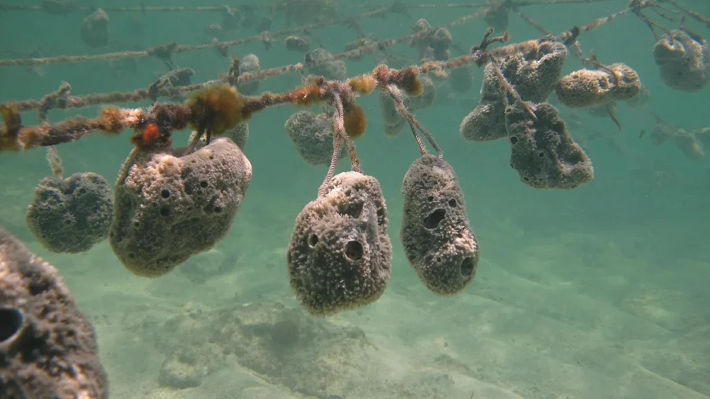 Sponges and Sponge farming