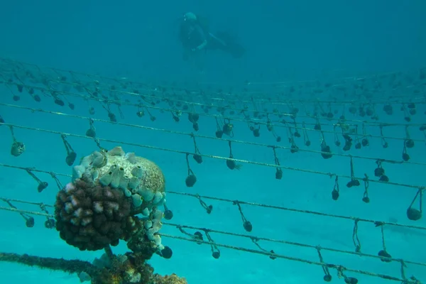 Sponges and Sponge farmingIAS TOPPERS