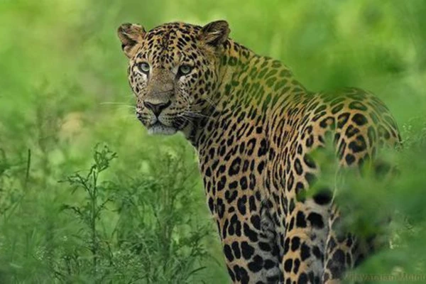 Status of Leopards in India IAS TOPPERS