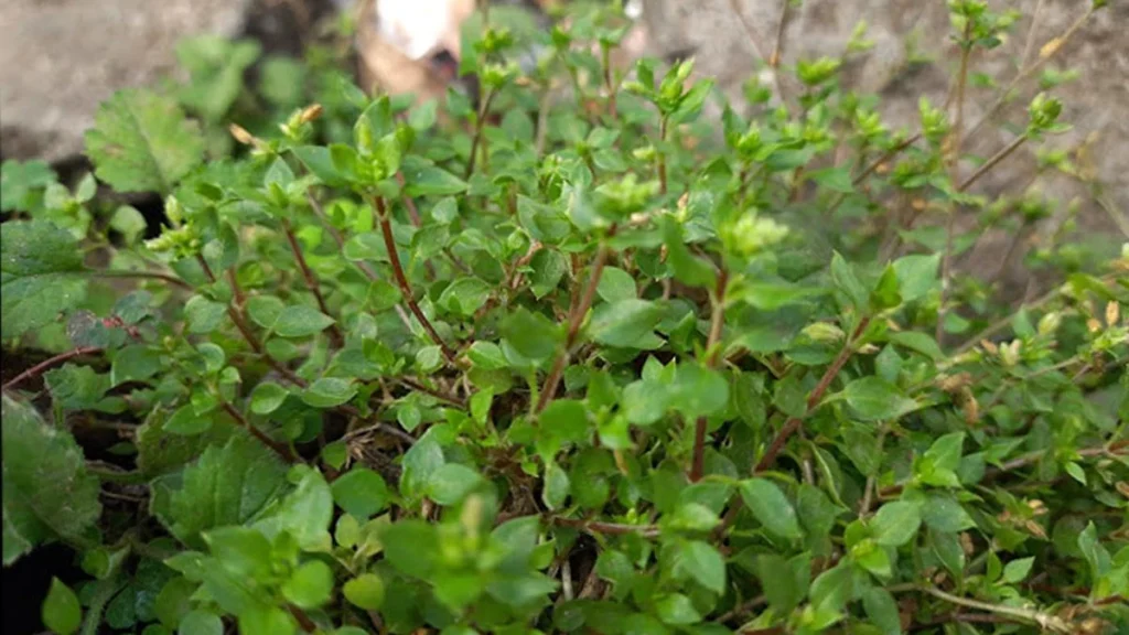 Stellaria mcclintockiae