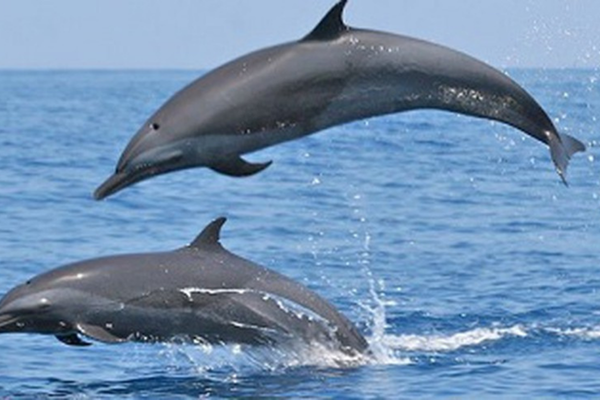 Study on Gangetic Dolphin ias toppers