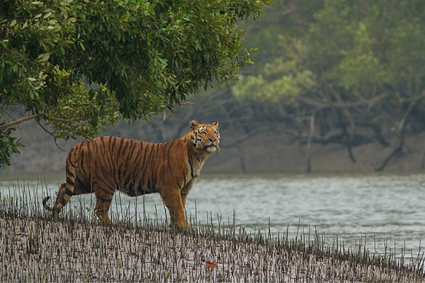 Study on Sundarban ias toppers