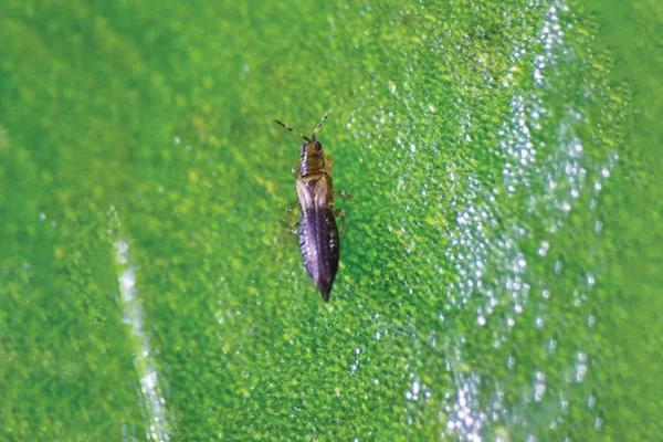 Thrips Parvispinus IAS TOPPERS