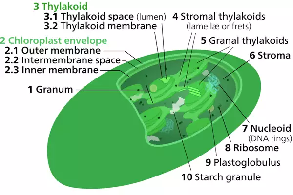 Thylakoid membranes ias toppers