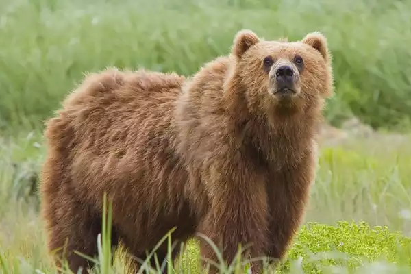 Tibetan Brown Bear - IAS Toppers