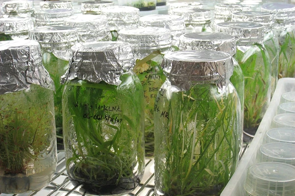 Tissue Culture