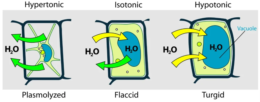 Types of Osmotic Solutions IAS Toppers