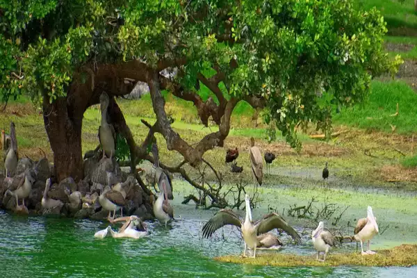 Vedanthangal Bird ias toppers