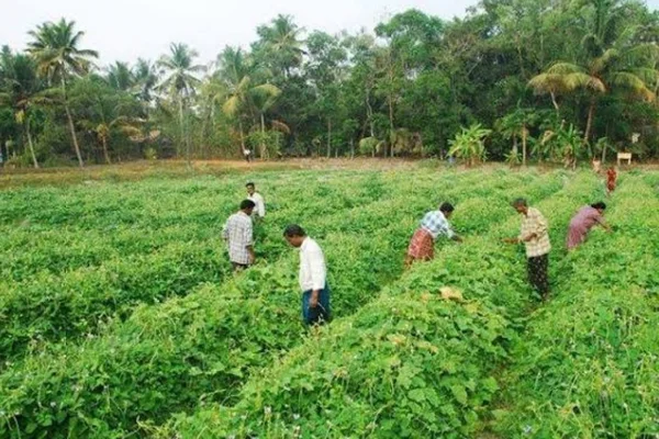 Zero Budget Natural Farming (ZBNF) in India IAS TOPPERS