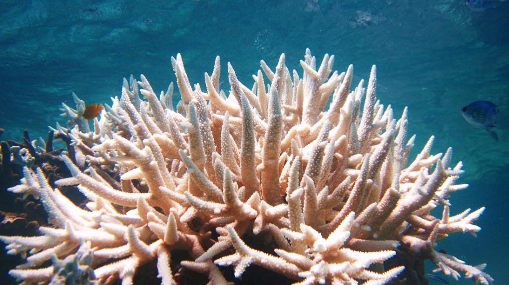 Fourth Global Mass Coral Bleaching Event