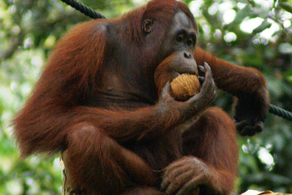 Orangutan ias toppers