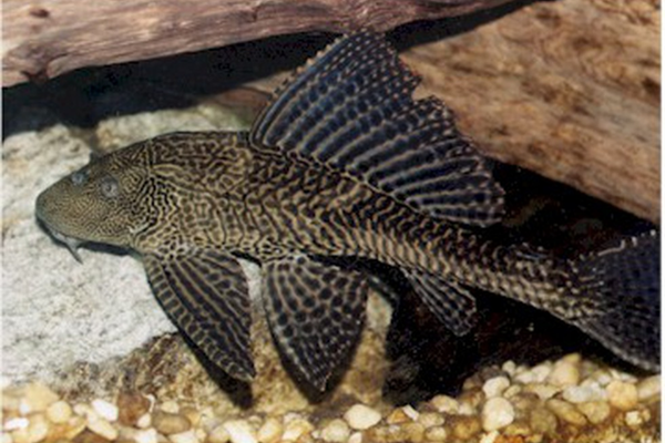 Study on Armoured Sailfin Catfish (ASC) ias toppers