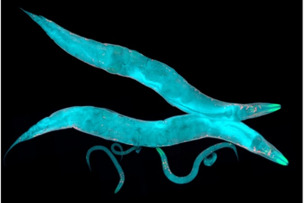 Caenorhabditis elegans ias toppers