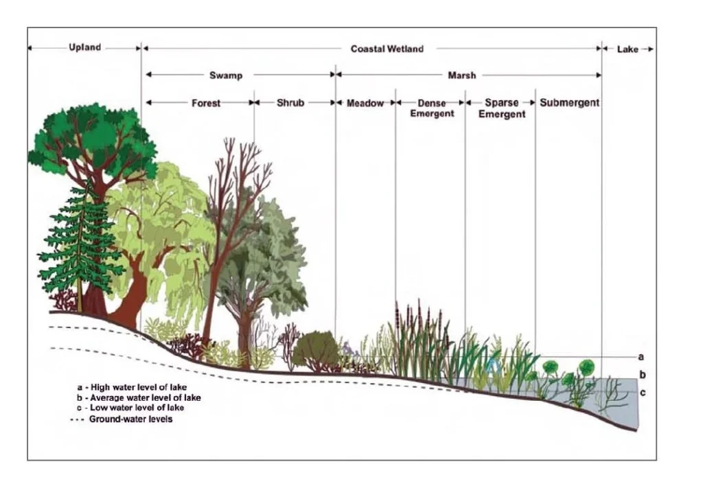 wetland ecosystem ias topper