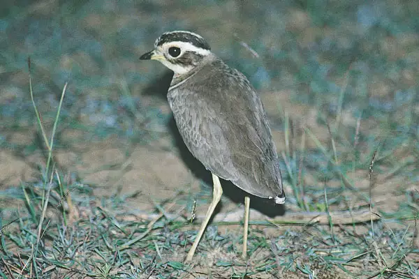 Jerdon's Courser