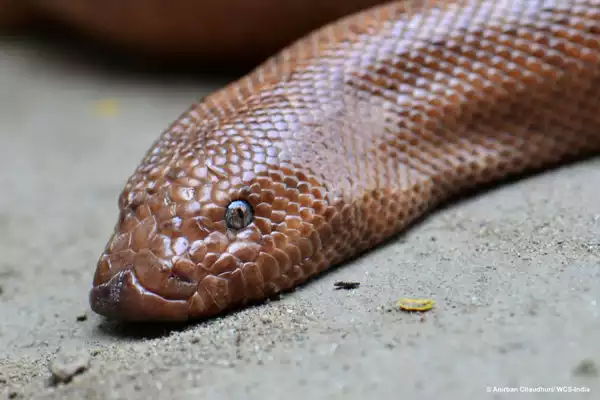 Red Sand Boa