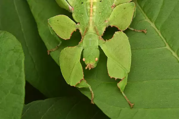 leaf insects