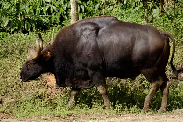 Gaur