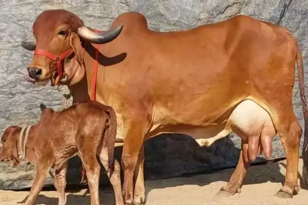 Only the Gir cow is being promoted under Rashtriya Gokul Mission