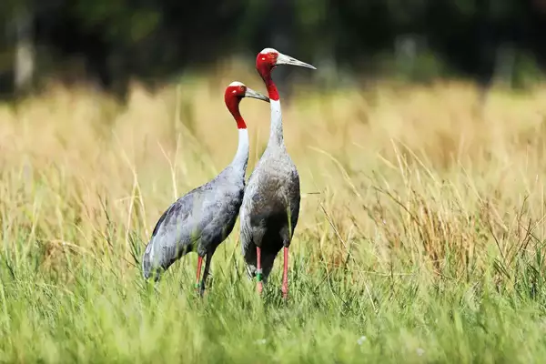 Sarus crane