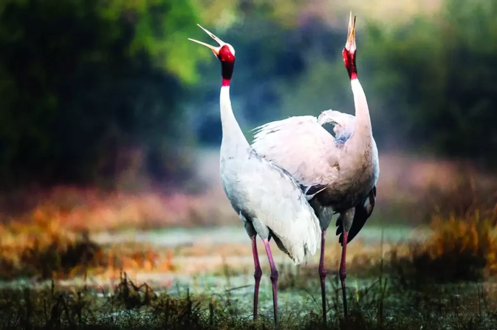 Sarus crane