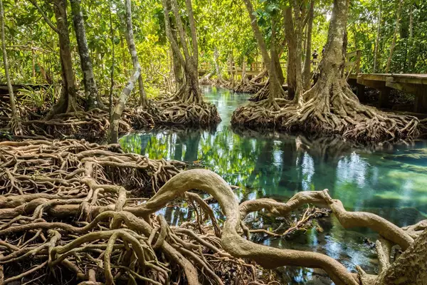 State of the World’s Mangroves 2024