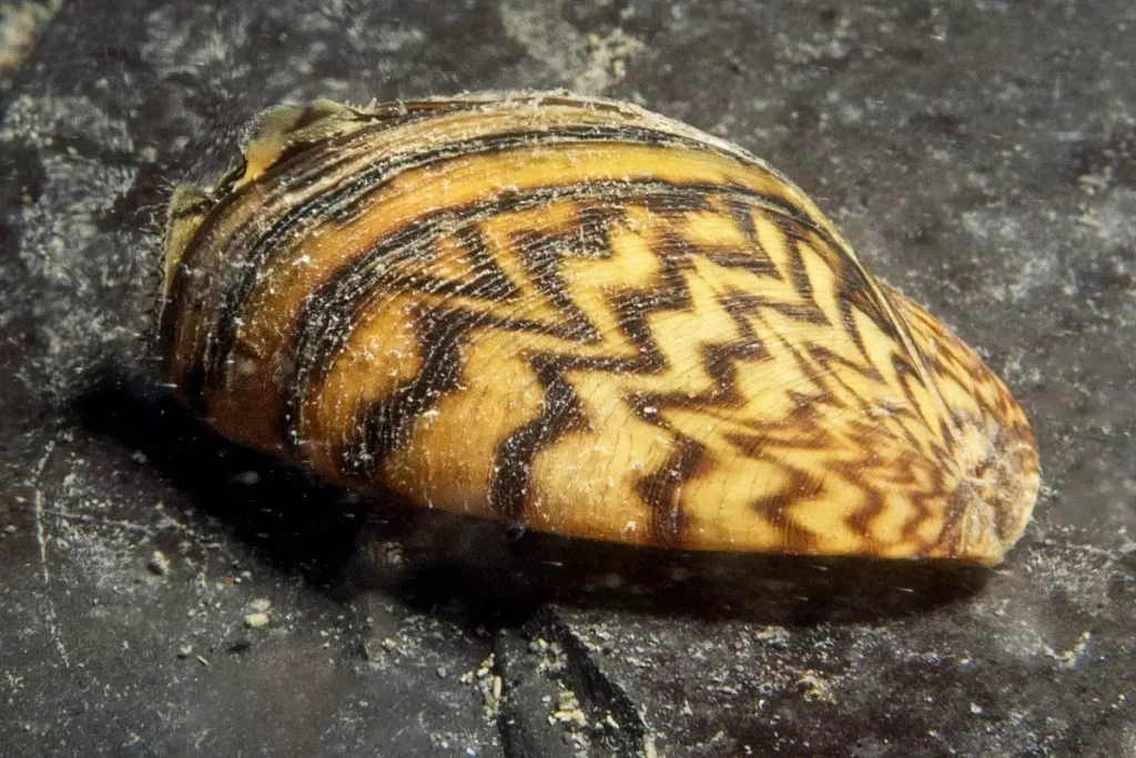 Zebra Mussel 