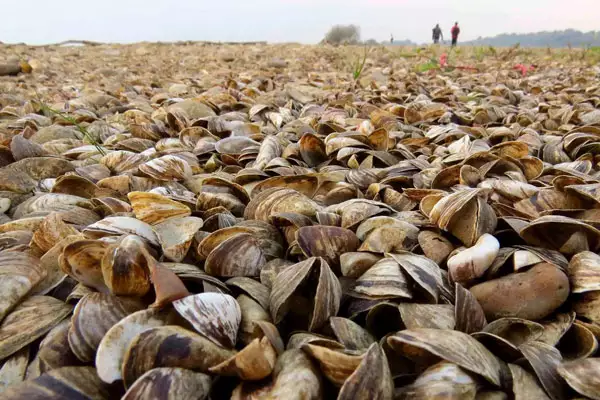 Zebra Mussel