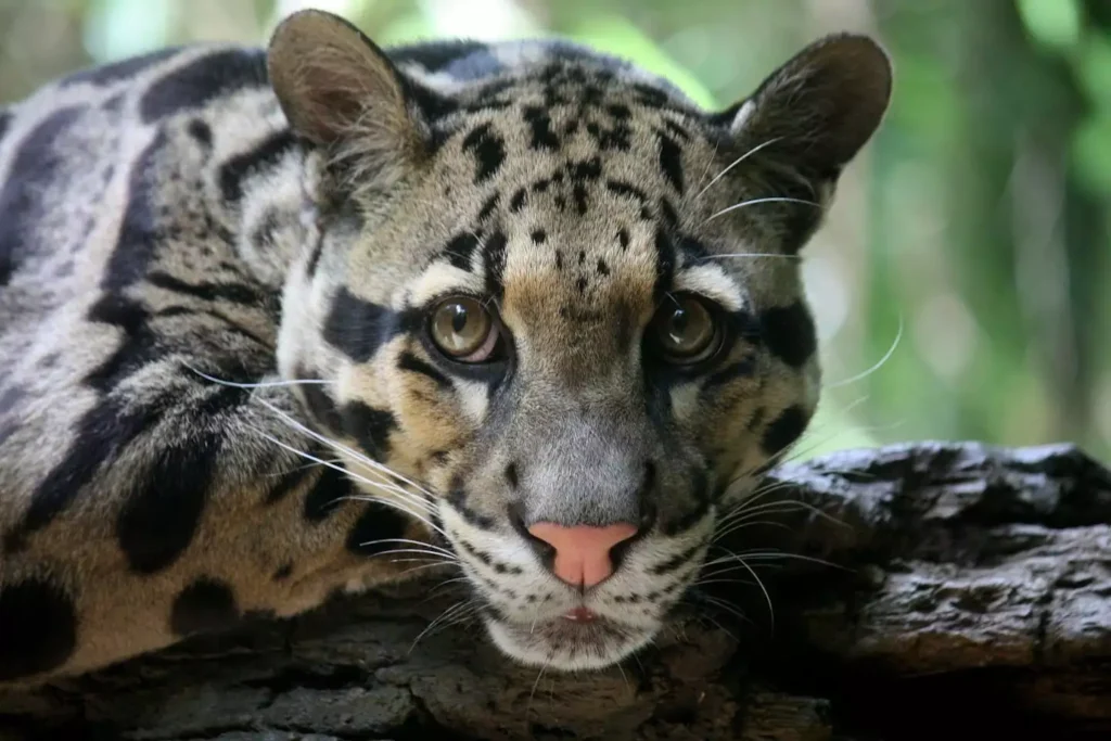 Clouded leopard