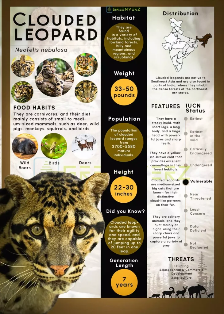 Clouded leopard