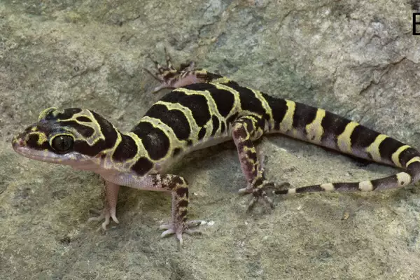 Bent-toed geckos