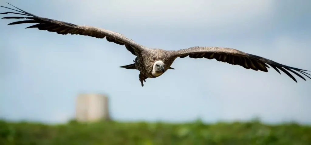 Decline of Indian vultures led to 500,000 human deaths