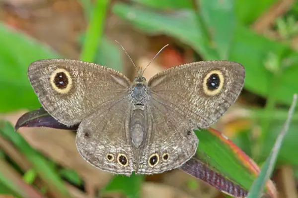 Four-Ringed Butterfly