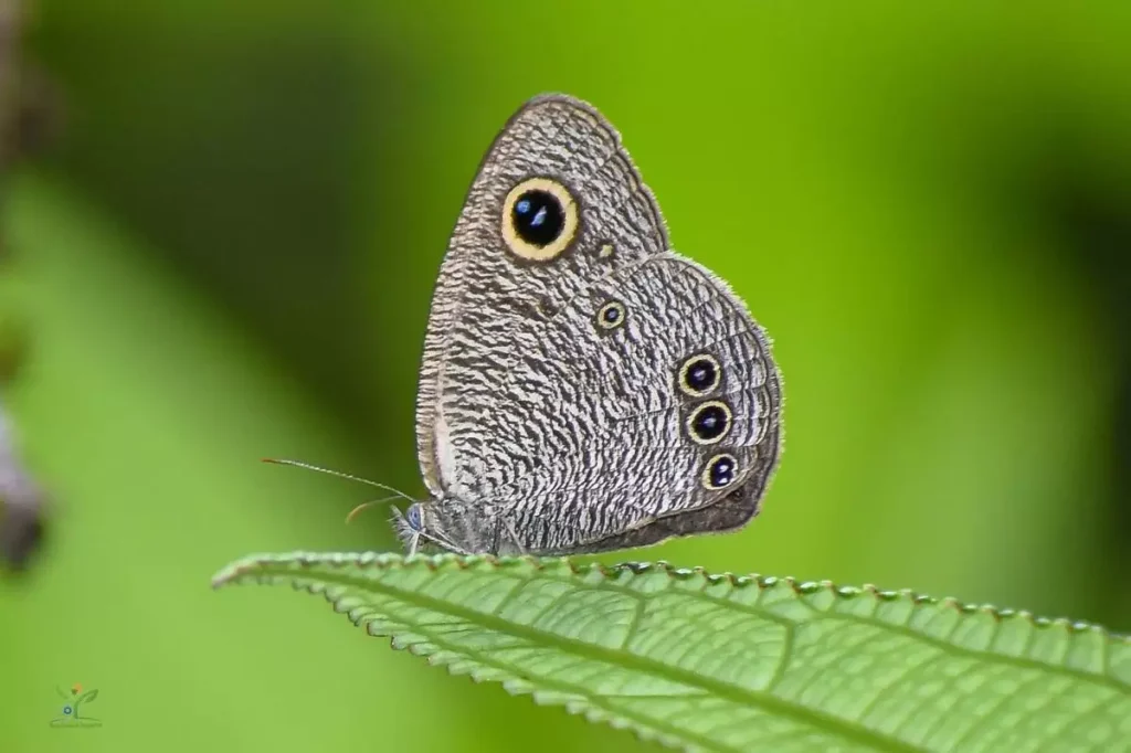 Four-Ringed Butterfly