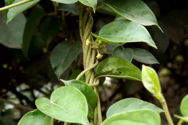 Gurmar (Gymnema Sylvestre)