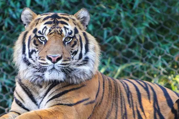 Guru Ghasidas Tamor Pingla Tiger Reserve