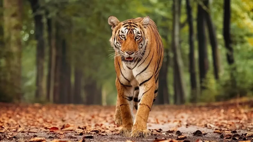 Guru Ghasidas Tamor Pingla Tiger Reserve