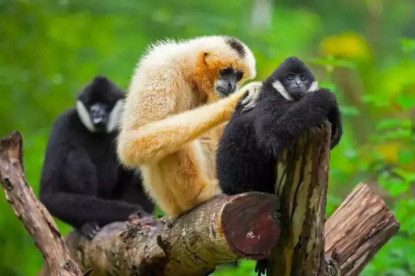 Hoolock Gibbon