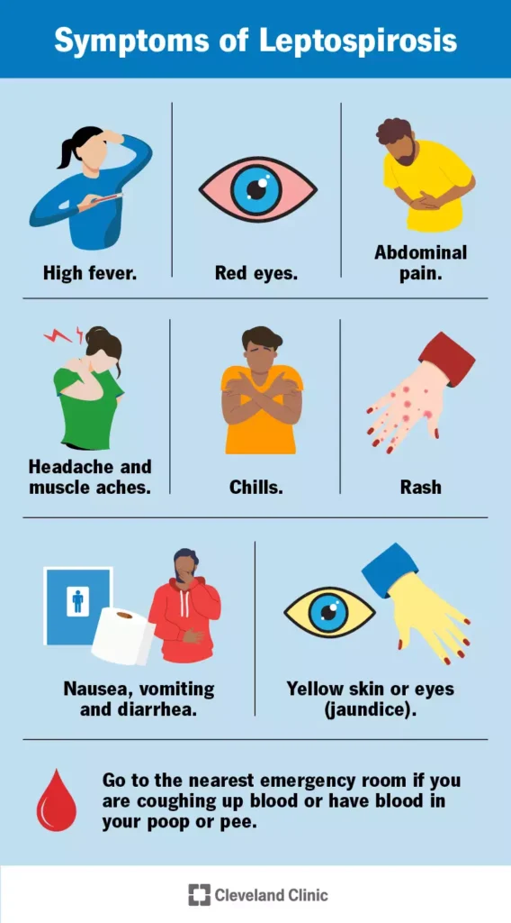 Leptospirosis 
