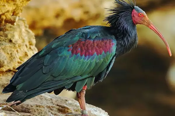 Northern bald ibis (Geronticus eremita)